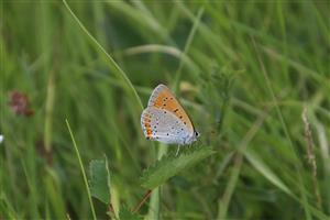 Detail Lycaena dispar na lokalite Drahňov