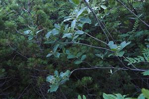 Sorbus chamaemespilus na lokalite