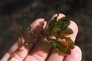 Potamogeton crispus z lokality