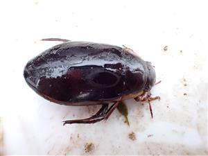 TML, Dytiscus dimidiatus