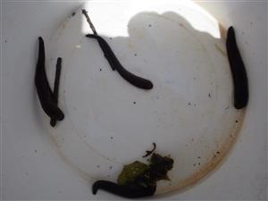 TMP1 (Hirudo medicinalis)