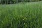 Suchomilné travinnobylinné a krovinové porasty na vápnitom podloží (*dôležité stanovištia Orchideaceae) (19.5.2022)