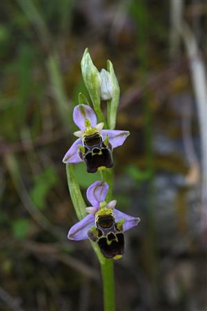 Ophrys holubyana na lokalite