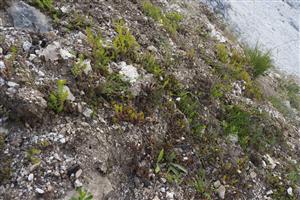 detail biotopu, horná časť