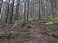 grimaldia trojtyčinková (2.5.2014)