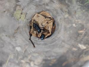 Ceruchus chrysomelinus