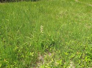 Detail porastu s Platanthera bifolia