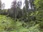 grimaldia trojtyčinková (31.5.2014)