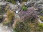 Calluna vulgaris