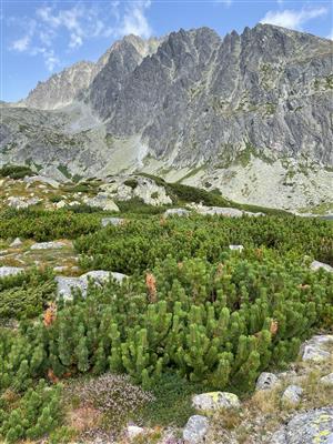 TML je obkolesená kosodrevinovými porastami, ktoré sa pomaly rozširujú na úkor kríčkovitých porastov v dôsledku prirodzenej sukcesie
