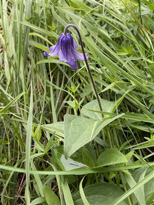 Clematis integrifolia