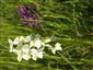 Suchomilné travinnobylinné a krovinové porasty na vápnitom podloží (*dôležité stanovištia Orchideaceae) (8.5.2014)