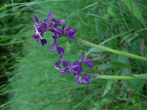 Orchis morio