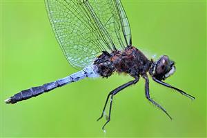 Leucorrhinia caudalis - samec.