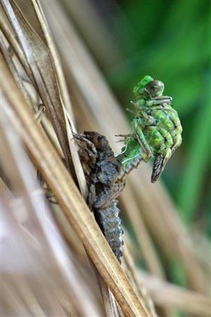 Ophiogomphus cecilia - imago