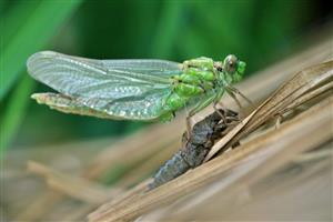 Ophiogomphus cecilia - imago
