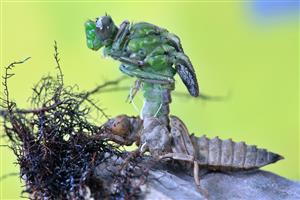 Ophiogomphus cecilia - imago