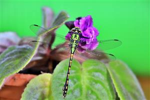 Ophiogomphus cecilia - imago