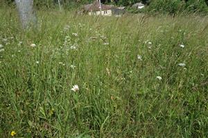 pohľad na rastlinné spoločenstvo