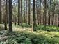 Brezové, borovicové a smrekové lesy na rašeliniskách (23.8.2022)