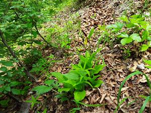 cypripedium calceolus
