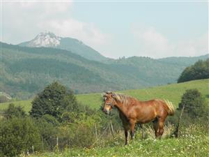 extenzívna pastva, v pozadí Vápeč