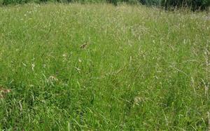 pohľad na rastlinné spoločenstvo