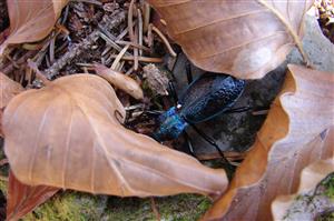 imágo Carabus intricatus