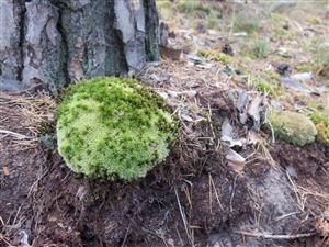leucobryum glaucum