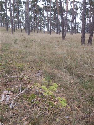 biotop s Leucobryum glaucum