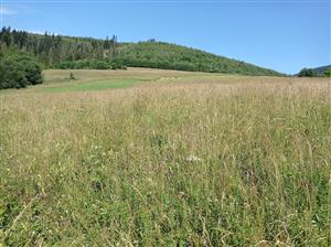 Celkový pohľad na lokalitu - nepokosená časť