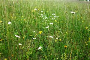 pohľad na rastlinné spoločenstvo