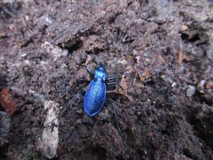 TMP, Carabus intricatus