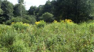 pohľad na biotop v SZ časti (Solidago canadensis, Phragmites australis, Calamagrostis epigejos)