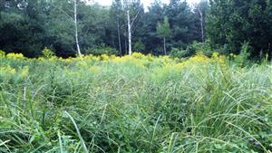 pohľad na rastl. spoloč. vysokých ostríc a Solidago canadensis