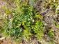 druh Pulsatilla subslavica - listy