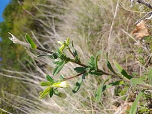 Onosma pseudoarenaria ssp. tuberculata - ohryzený vrchol byle svedčí o ohryze zverou 