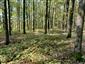 Eurosibírske dubové lesy na spraši a piesku (5.10.2022)