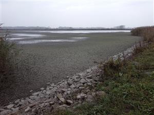 Pohľad na JV časti TML Číčovské rybníky, južný rybník, biotopy Lutra lutra, foto: 9.11.2022, J.Lengyel.