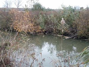 Pohľad na časť TML Číčovské rybníky, JV periferný kanál, v pozadí vŕbové kroviny kde dochádza k ohryzom vŕb Castor fiber. Foto: 9.11.2022, J.Lengyel.