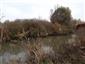 Pohľad na časť TML Číčovské rybníky, JV periferný kanál, vŕbové kroviny kde dochádza k ohryzu Castor fiber. Foto: 9.11.2022. J.Lengyel.