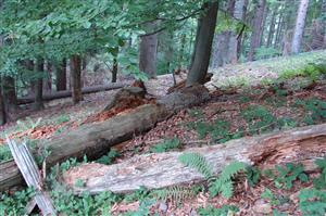 Vhodný kmeň pre sledovaný druh