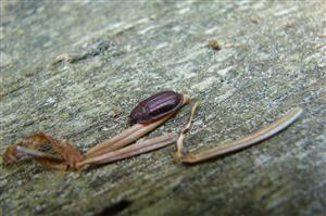 Imágo Ostoma ferruginea