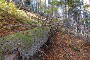 Vhodné kmenen pre sledovaný druh