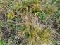 kruhovité trsy druhu Carex humilis