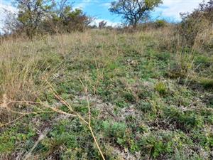 odkvitnuté trsy Botriochloa ischaemum, v popredí vidno zarastanie lišajníkom, pravdepodobne druhu Cladonia arbuscula