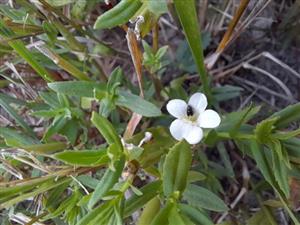 Gratiola officinalis