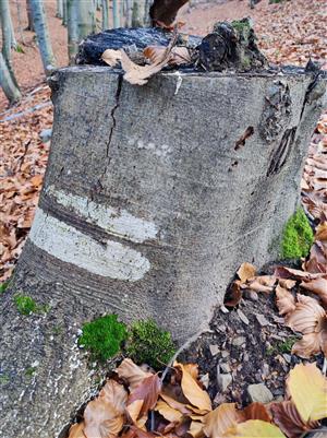Dicranum viride na pni v doline Hlbokého potoka