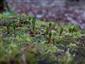 Buxbaumia viridis na TML