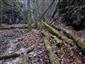 kyjanôčka zelená (23.11.2022)